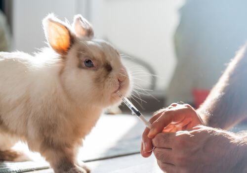 Rabbit taking oral medication from syringe.